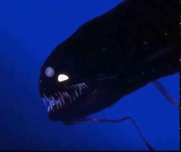 动物兄弟深海龙鱼 深海龙鱼