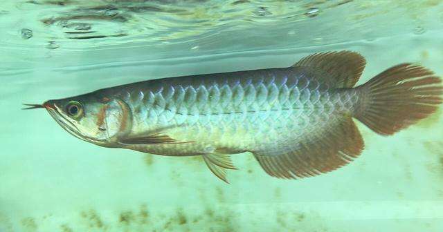 动物兄弟深海龙鱼 深海龙鱼