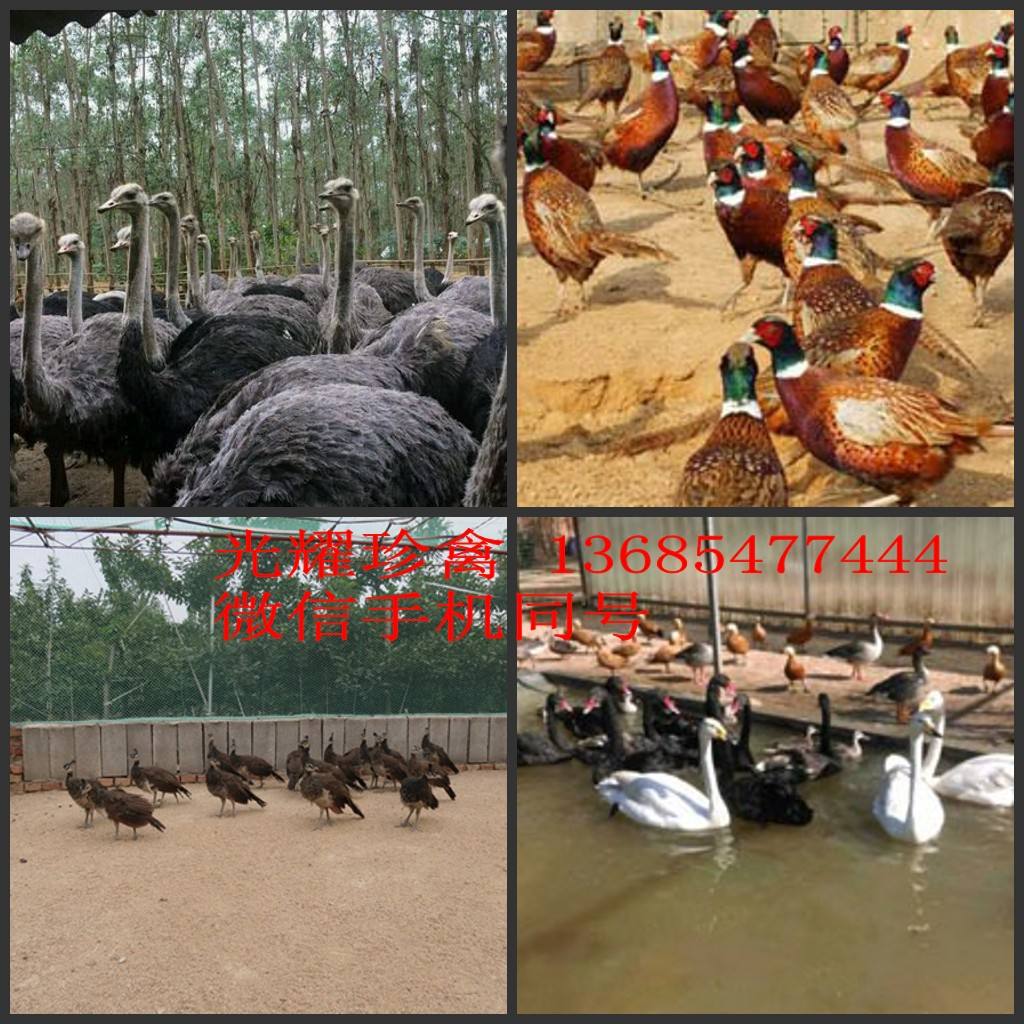 中国特种养殖论文 中国特种养殖