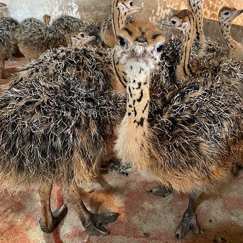 中国特种养殖论文 中国特种养殖