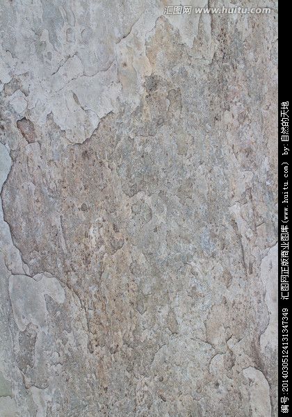 石头上的松树 松动的石头 石头上的松树 松动的石头