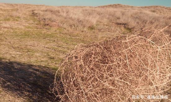 美国草莓农场事件 美国草