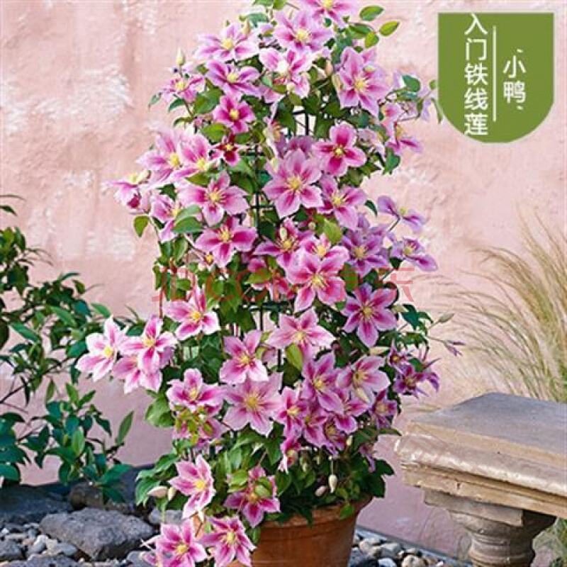 瑞贝卡德莫妮 瑞贝卡 瑞贝卡德莫妮 瑞贝卡