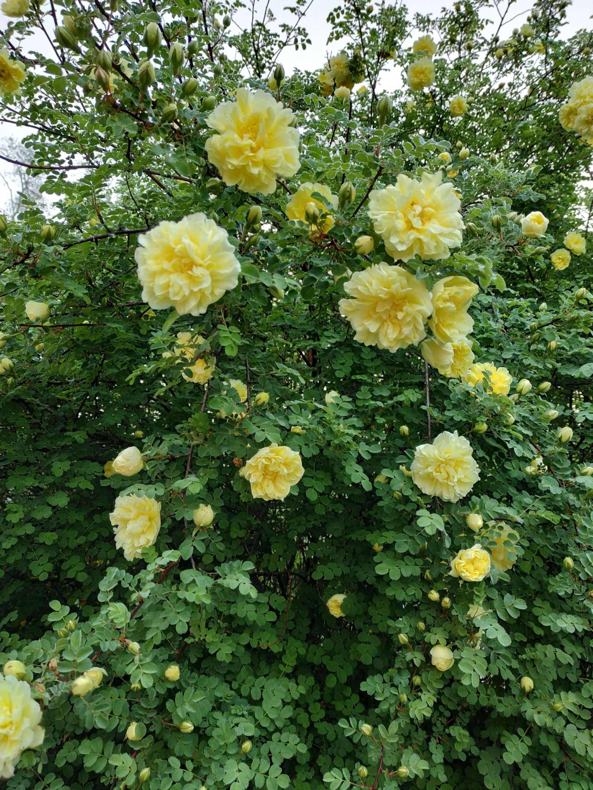 叶玉莲最新持股 叶玉莲 叶玉莲最新持股 叶玉莲