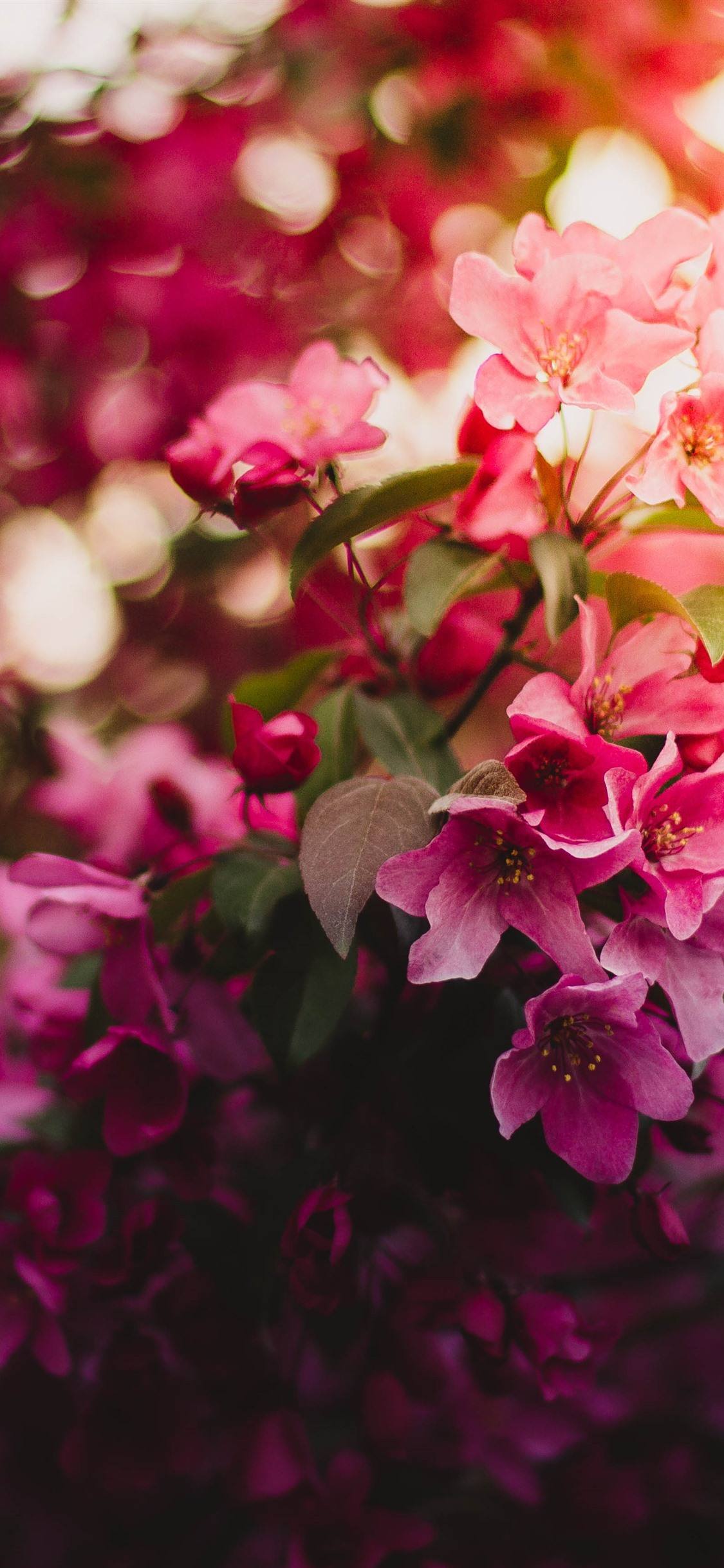 2436×1125分辨率 2436